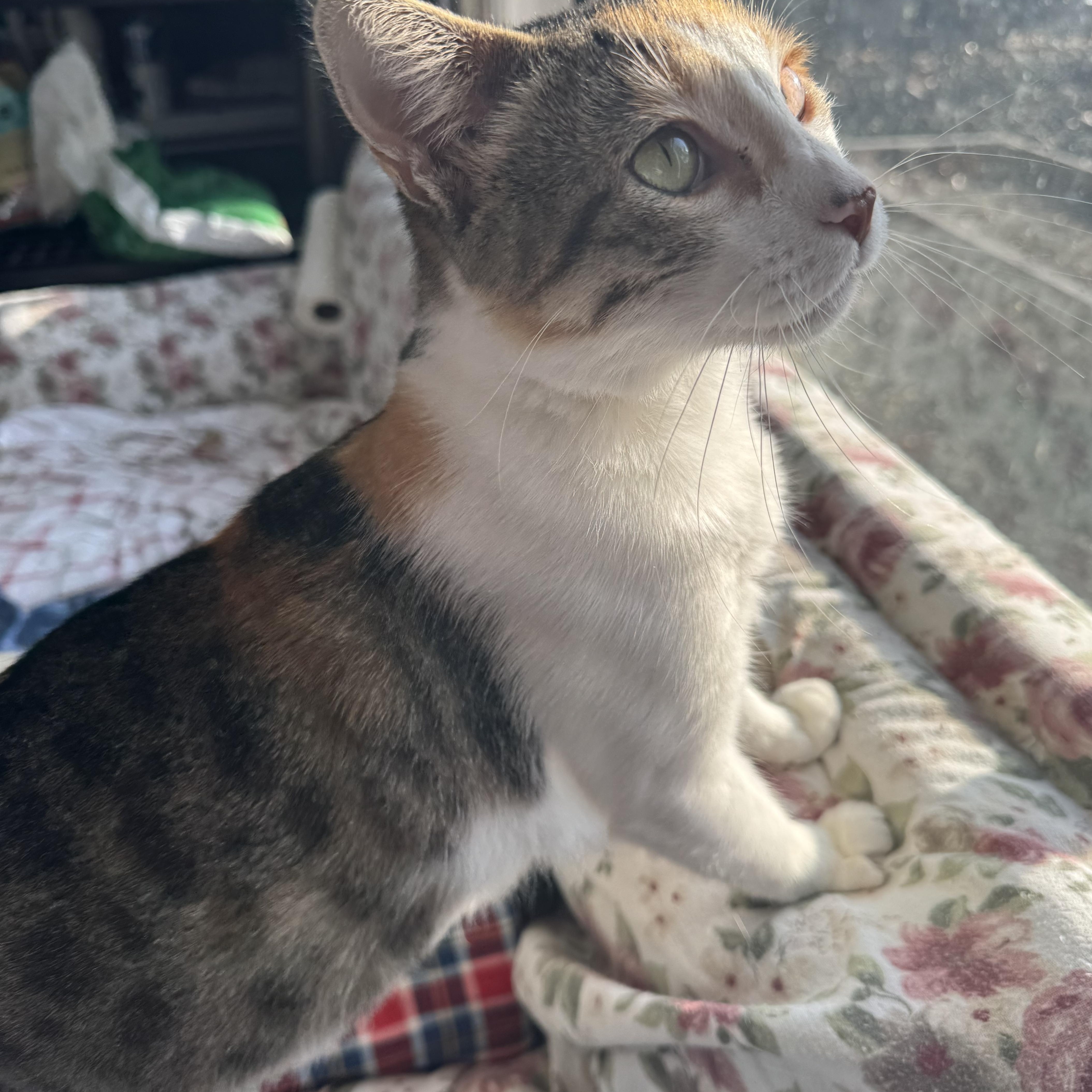 Mama Marinara, Adoptable, Adult Female Calico & Domestic Short Hair.