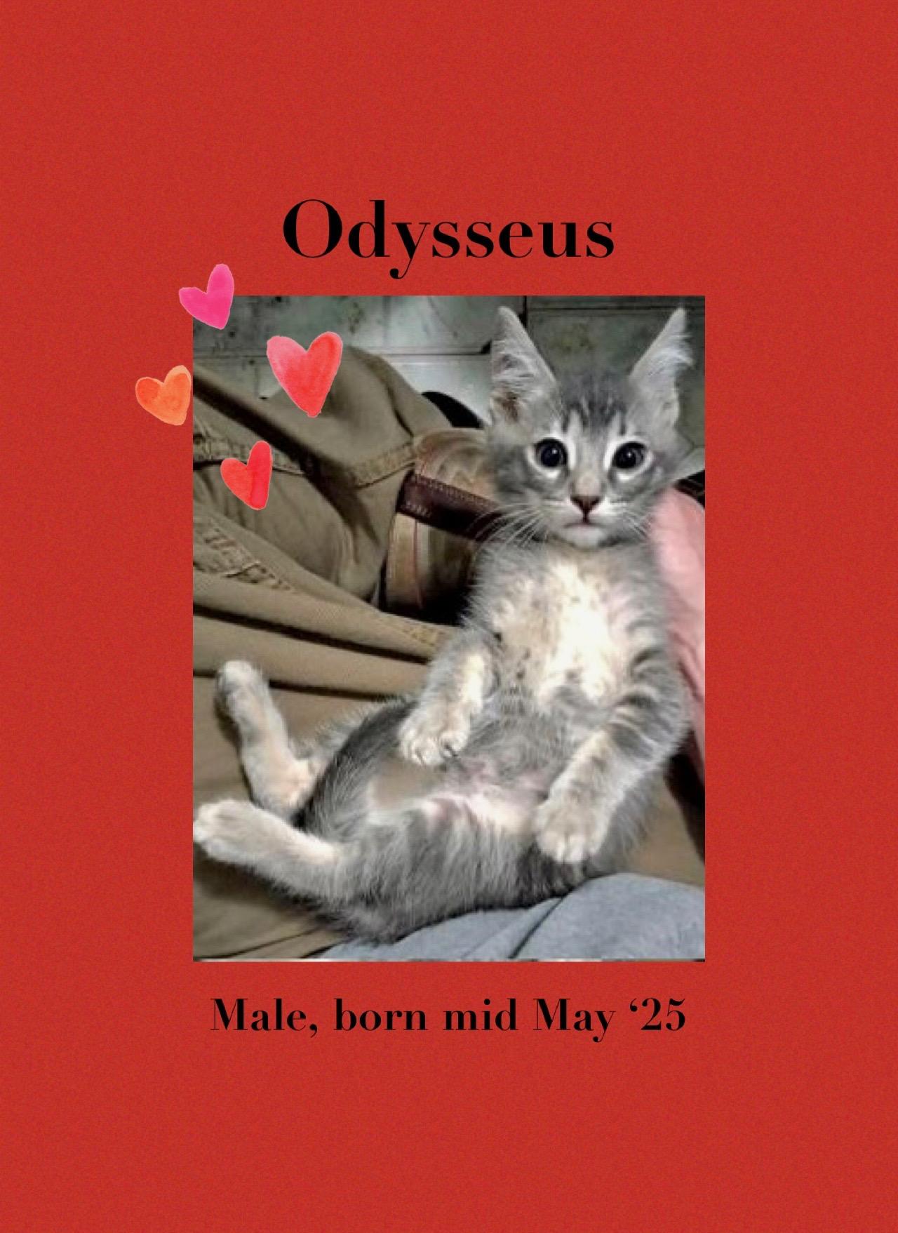 Odysseus male born mid-May 2025 Odysseus is a gentle sweetheart with an old s