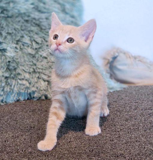 Maurice, Adoptable, Kitten Male Manx.