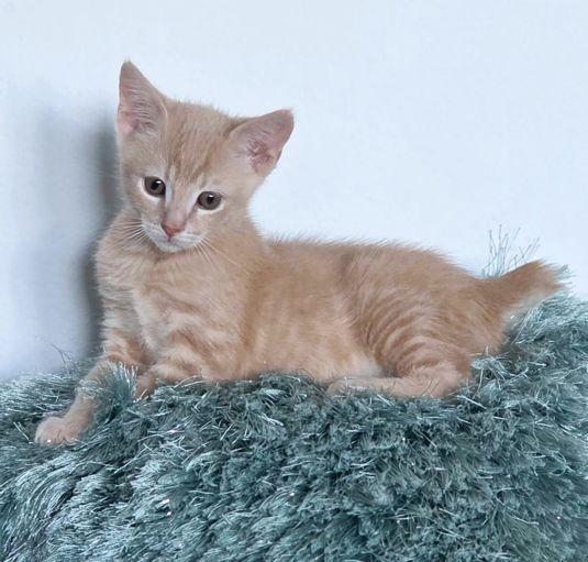 Enlarge Maurice, a Adoptable Manx in Anaheim Hills, CA image 2/3