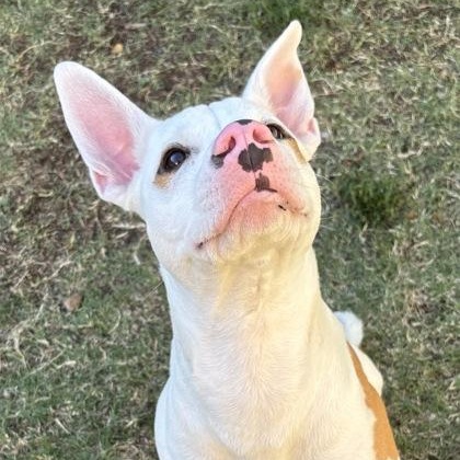 Enlarge Brooks, a Adoptable mixed breed in The Colony, TX image 3/3