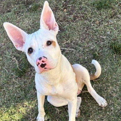 Enlarge Brooks, a Adoptable mixed breed in The Colony, TX image 1/3