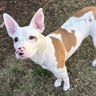 Enlarge Brooks, a Adoptable mixed breed in The Colony, TX image 2/3