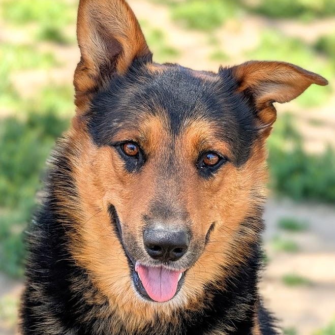 Riot, Adult Male German Shepherd Dog