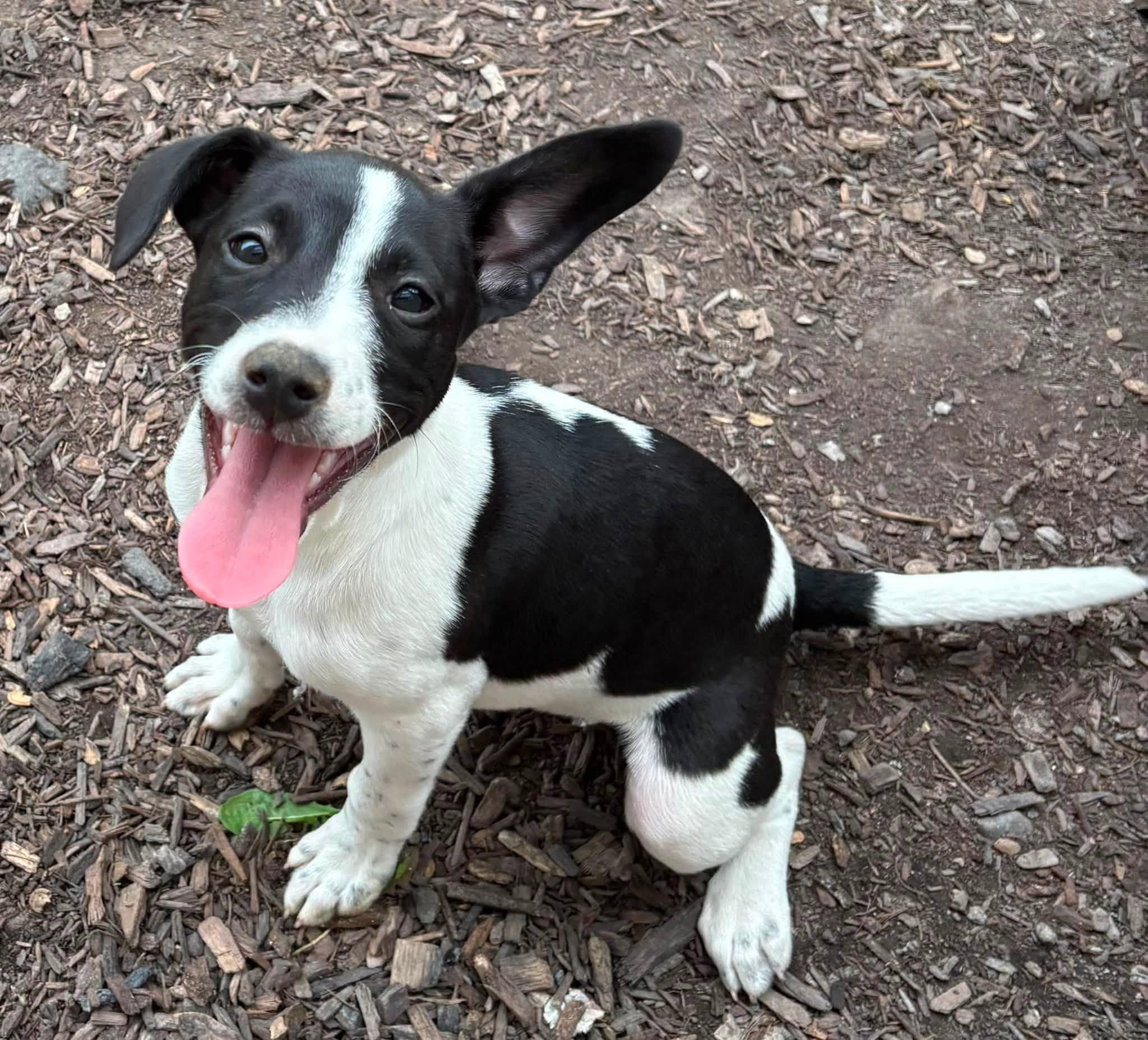 Enlarge Josephine, a Adopted Mixed Breed in Indianapolis, IN image 4/4