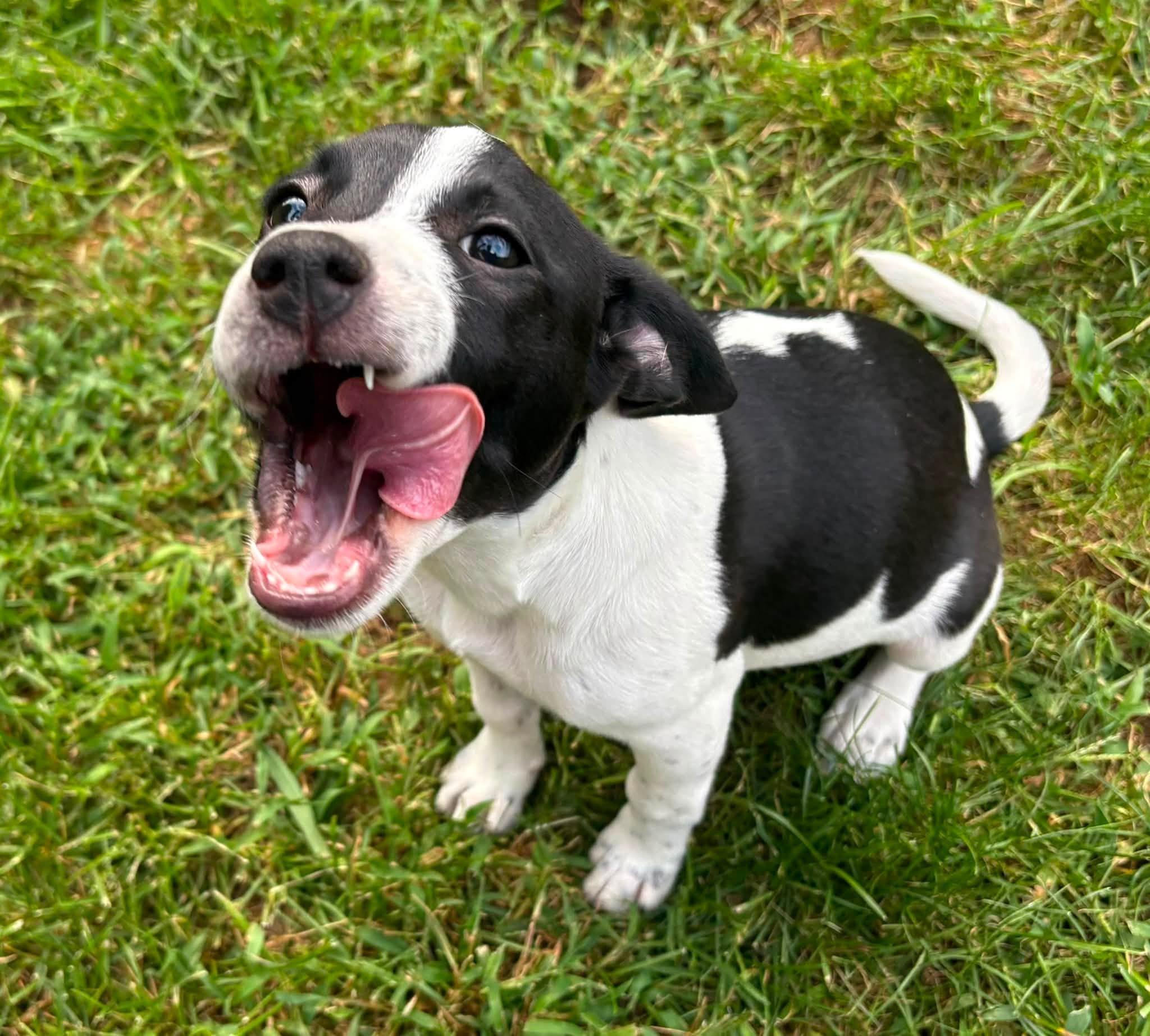 Enlarge Josephine, a Adopted Mixed Breed in Indianapolis, IN image 2/4