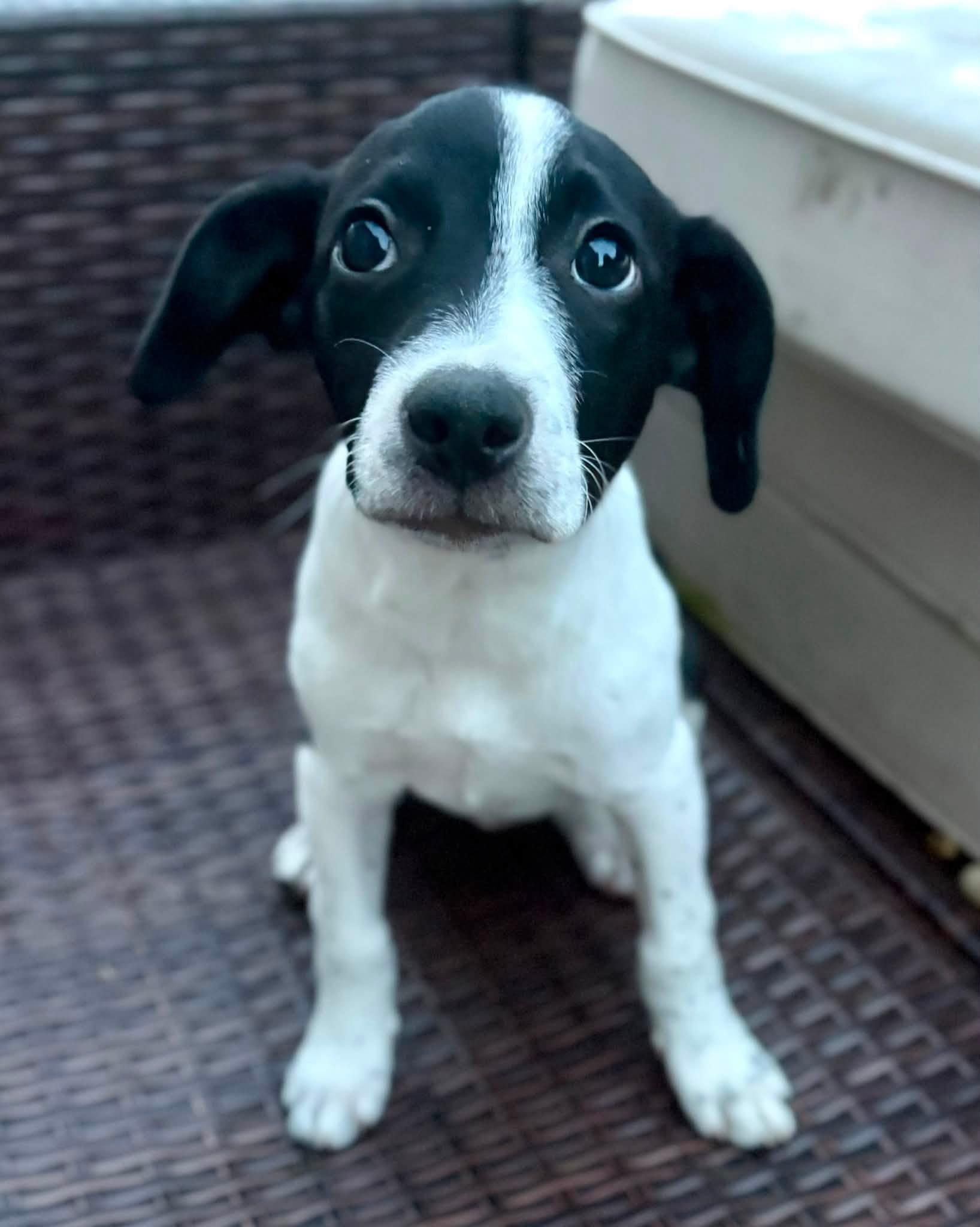 Enlarge Josephine, a Adopted Mixed Breed in Indianapolis, IN image 3/4