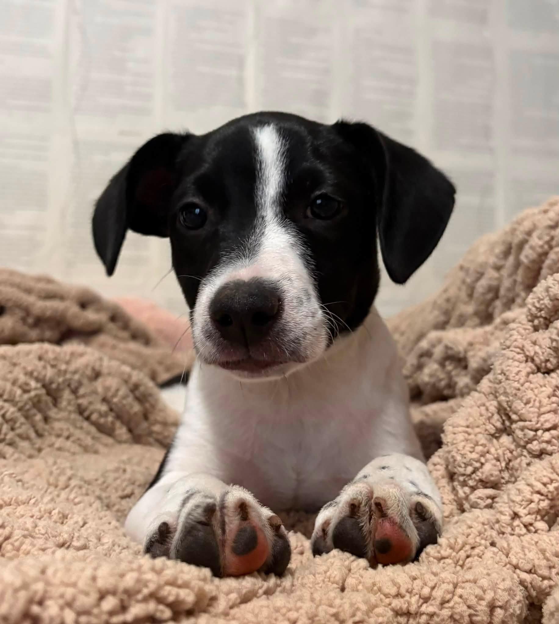 Enlarge Josephine, a Adopted Mixed Breed in Indianapolis, IN image 1/4