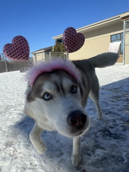 Kyra, Adoptable, Senior Female Husky.