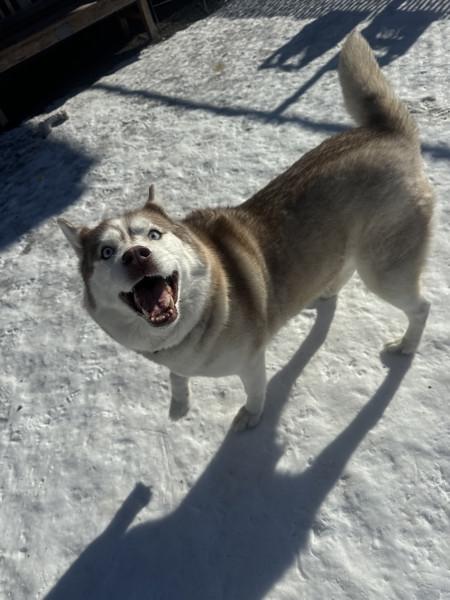 Kyra, a Adoptable mixed breed in Duluth, MN image 2/4