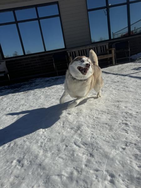 Kyra, a Adoptable mixed breed in Duluth, MN image 3/4