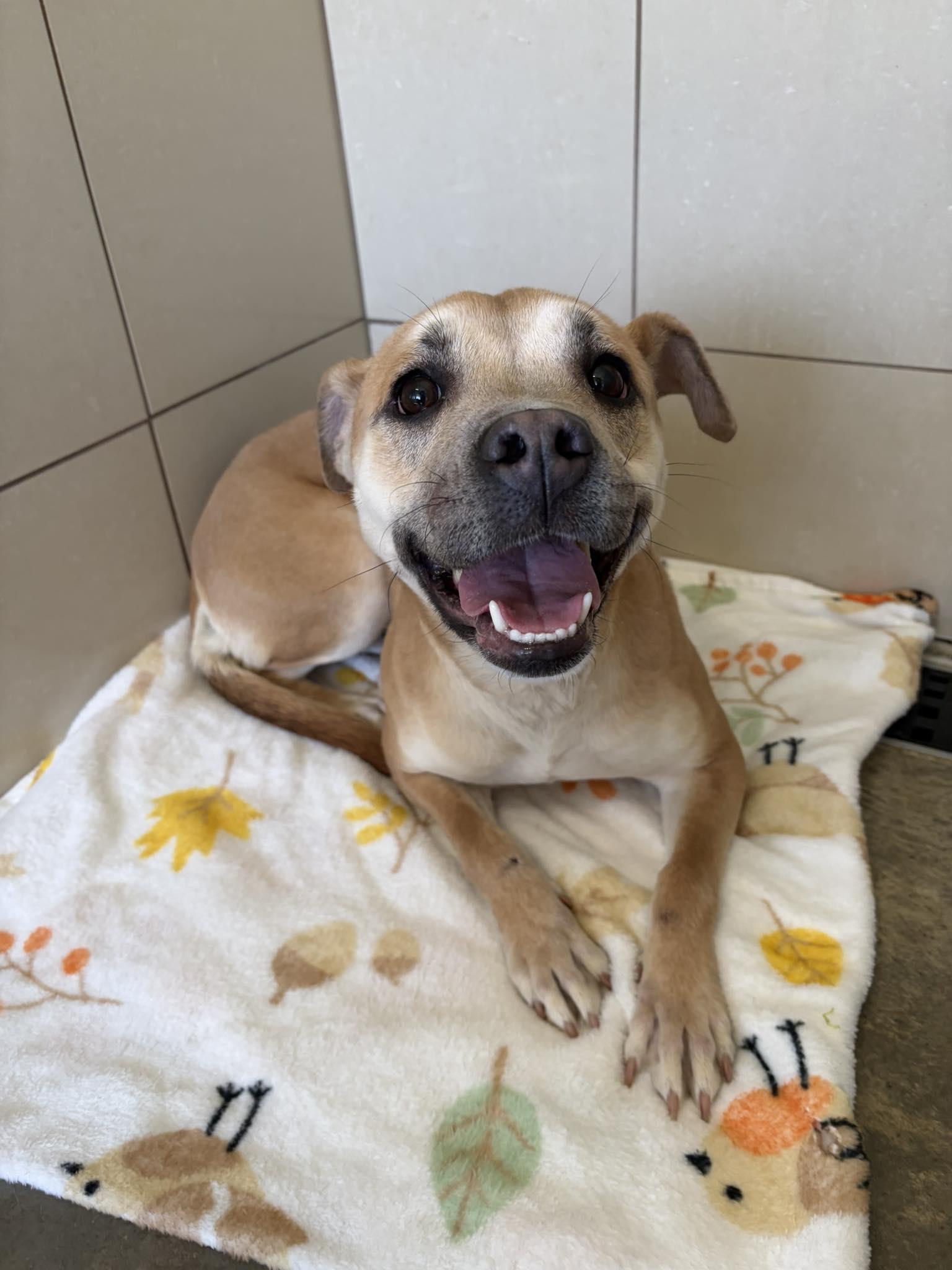 Enlarge Blondie, a ADOPTABLE Mixed Breed in Seneca, PA image 1/1