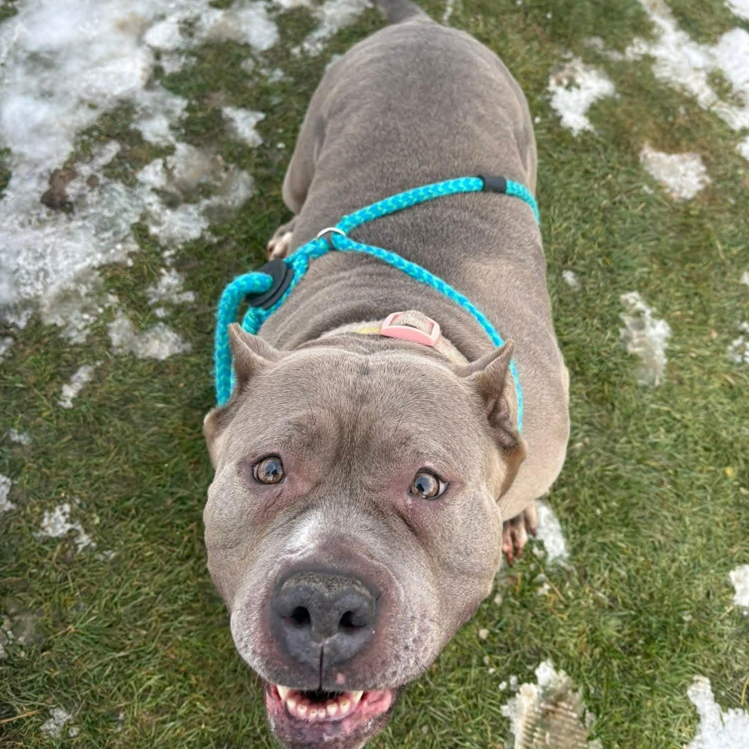 Enlarge Marianne, a ADOPTABLE Terrier in North Syracuse, NY image 2/2
