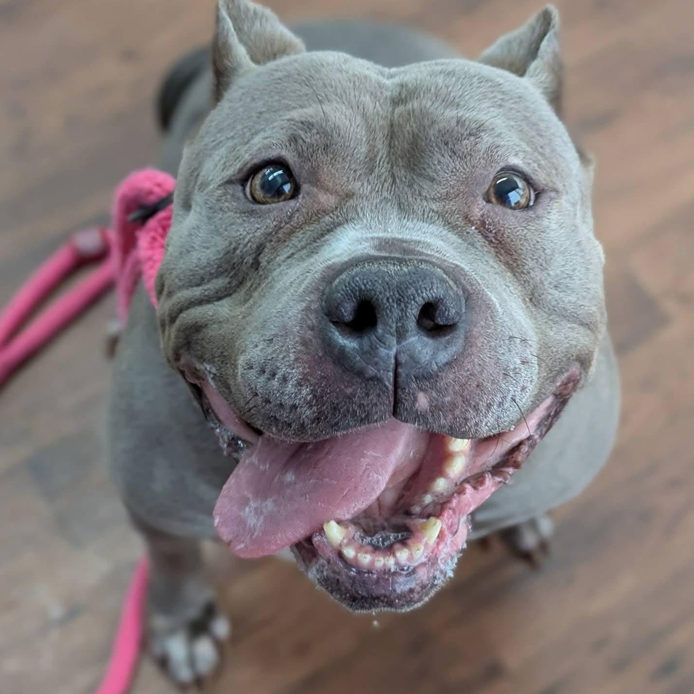 Enlarge Marianne, a ADOPTABLE Terrier in North Syracuse, NY image 1/2