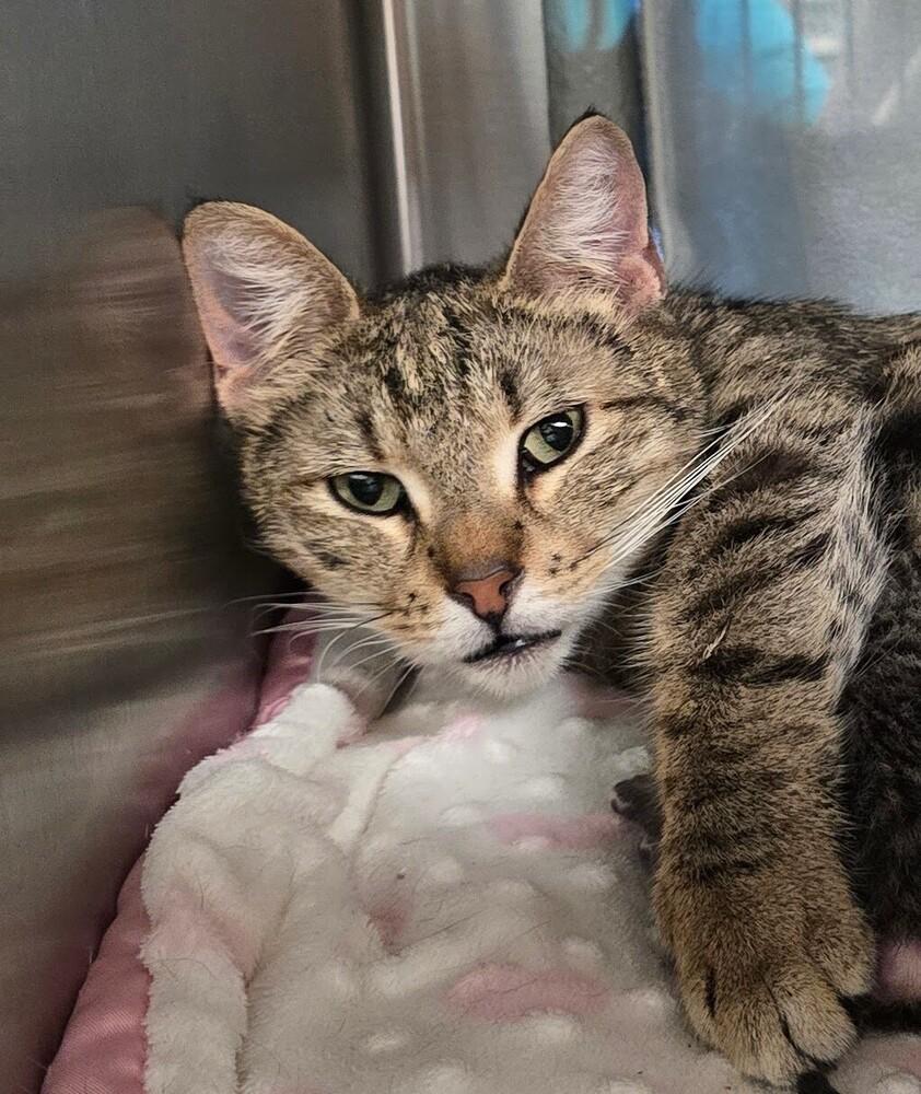 Enlarge Gloria, a Adoptable Domestic Short Hair in Wellington, KS image 1/1