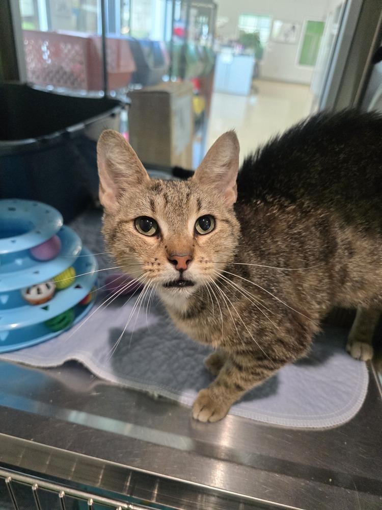 Enlarge Gloria, a Adoptable mixed breed in Wellington, KS image 2/3