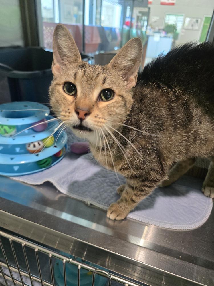 Enlarge Gloria, a Adoptable mixed breed in Wellington, KS image 3/3
