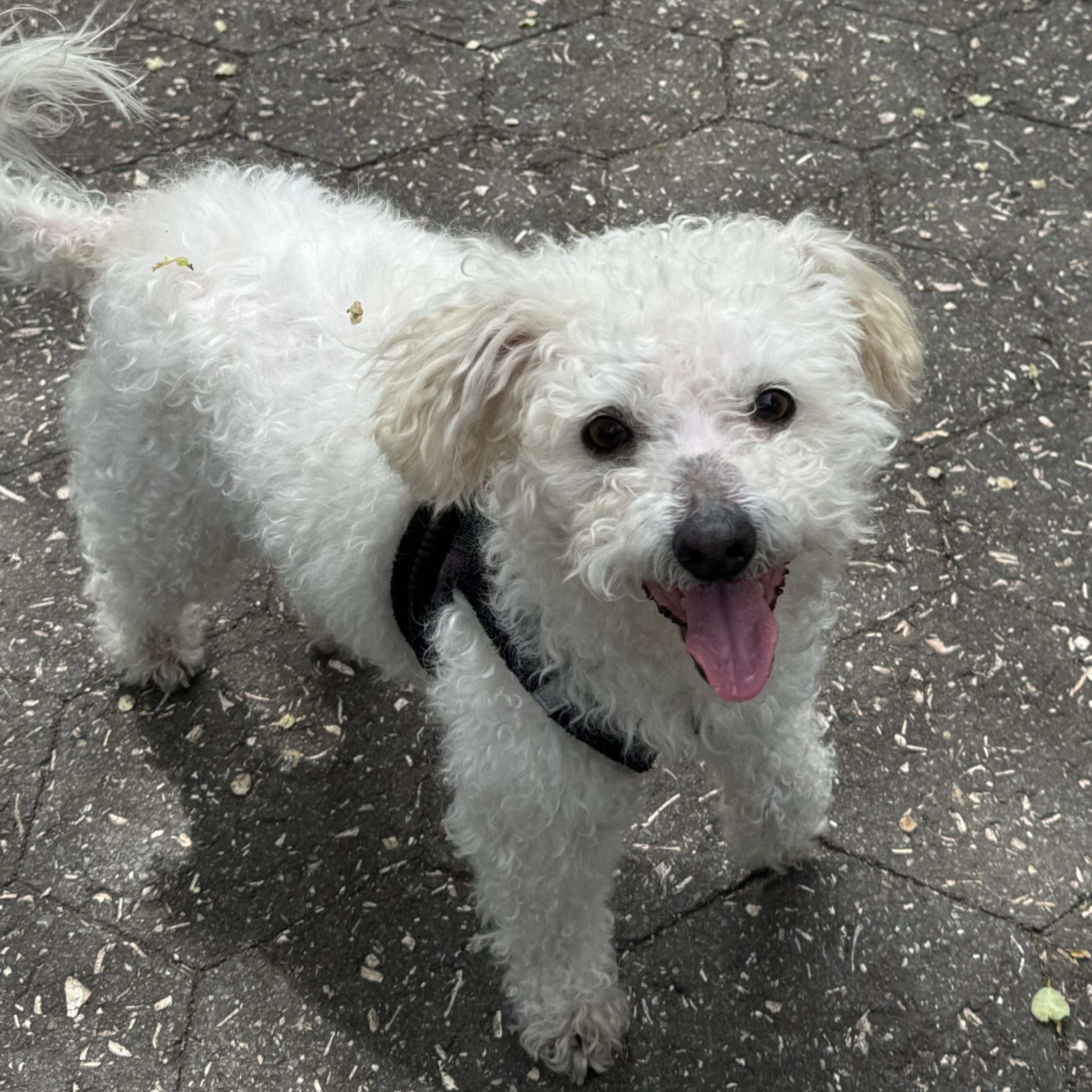 Freddy, Senior Male unknown
