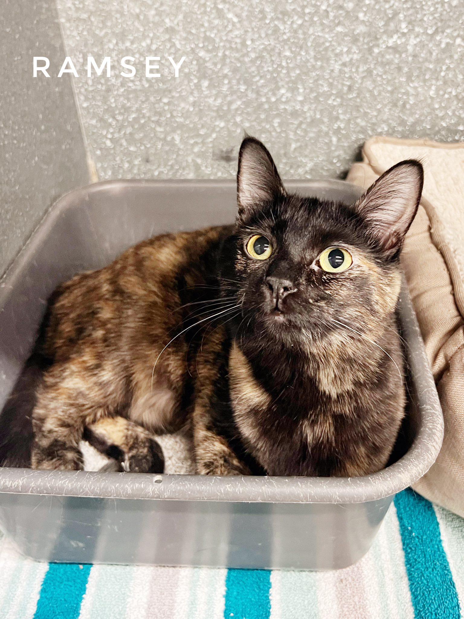 Ramsey, adopted, Adult Female Domestic Short Hair.