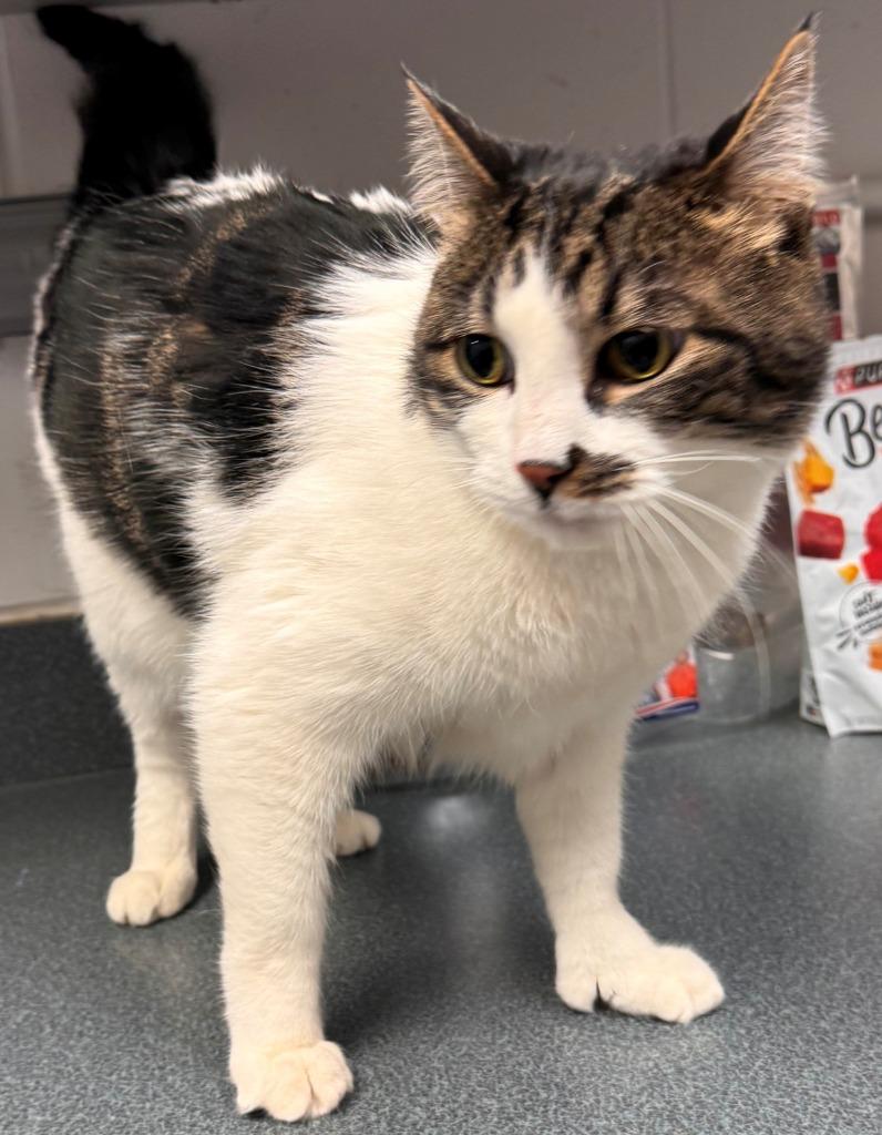 Ricky, Adoptable, Senior Male Domestic Short Hair.