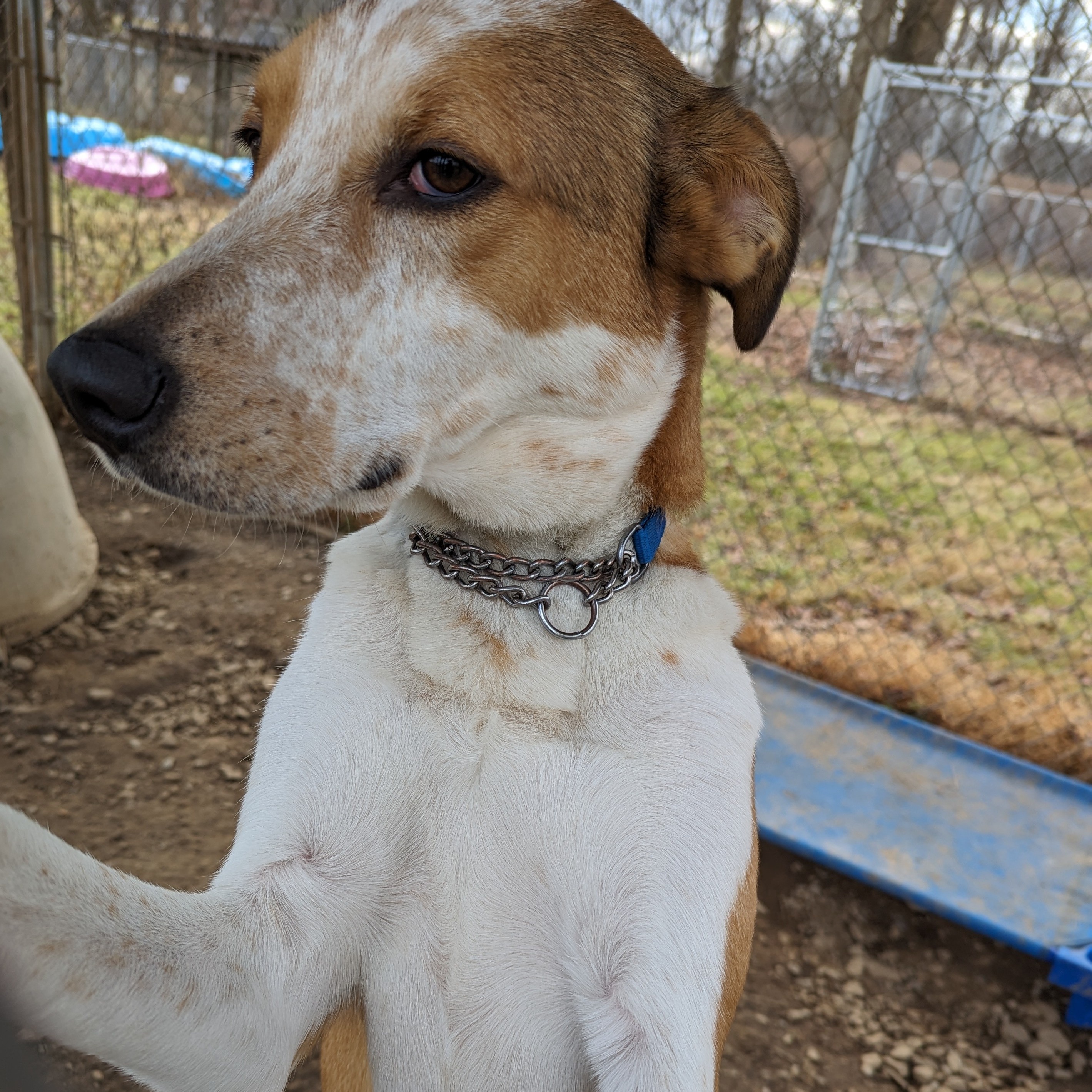 Enlarge Hudson, a Adoptable Mixed Breed in New Windsor, NY image 2/2