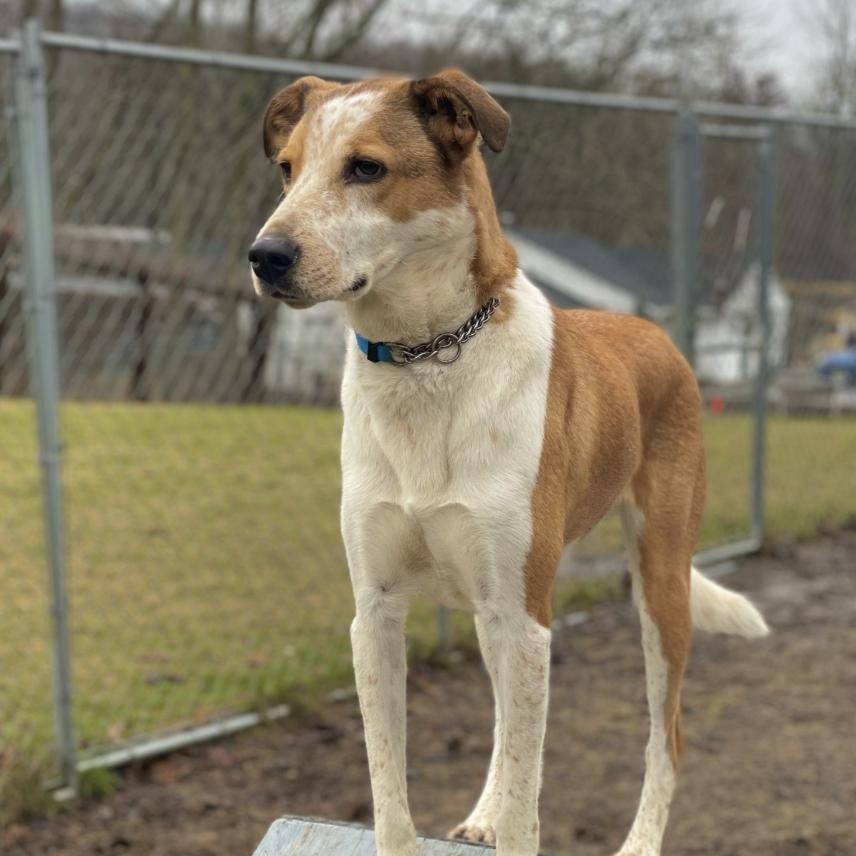 Enlarge Hudson, a Adoptable Mixed Breed in New Windsor, NY image 1/2
