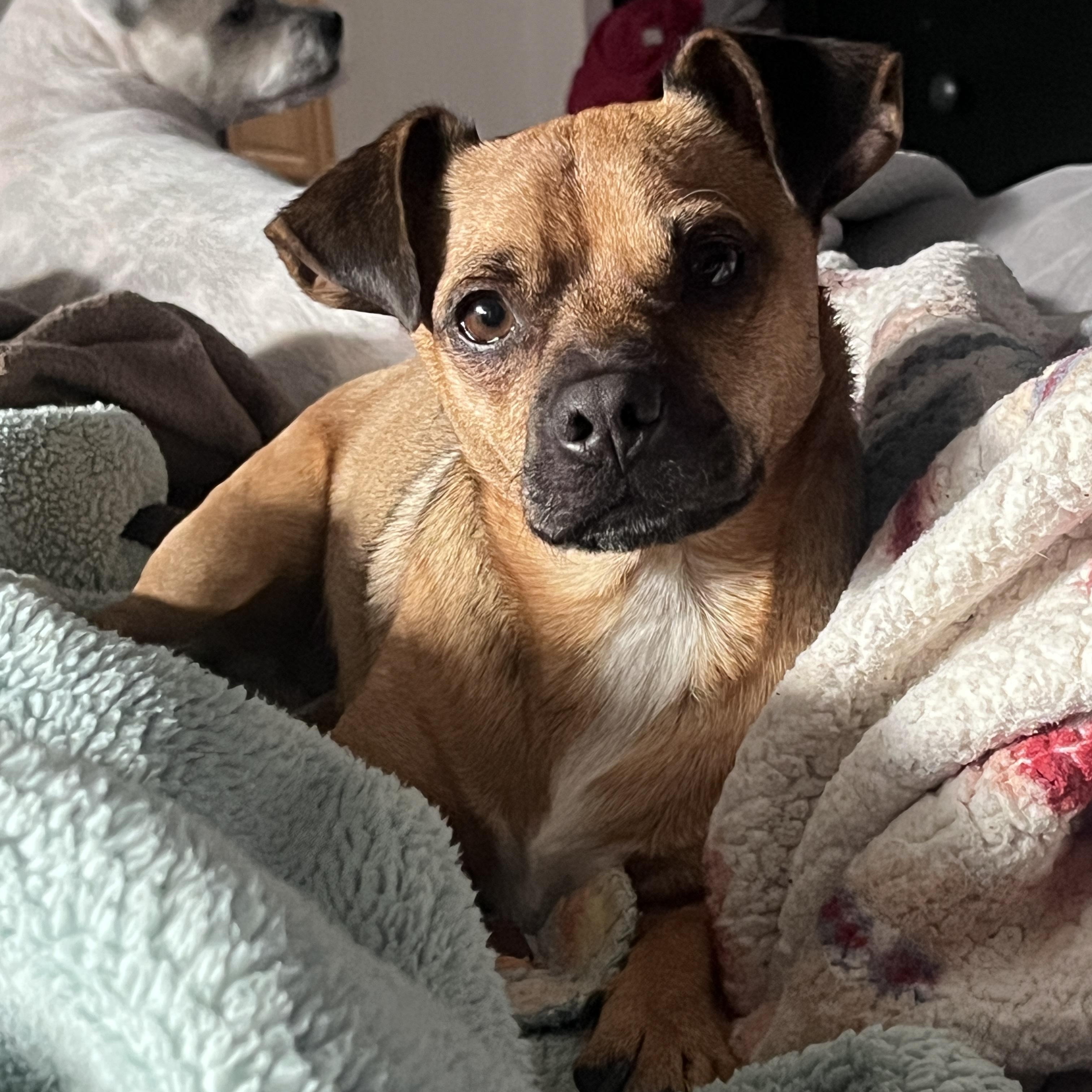 Enlarge Frankie, a ADOPTABLE mixed breed in Diamond Bar, CA image 5/6