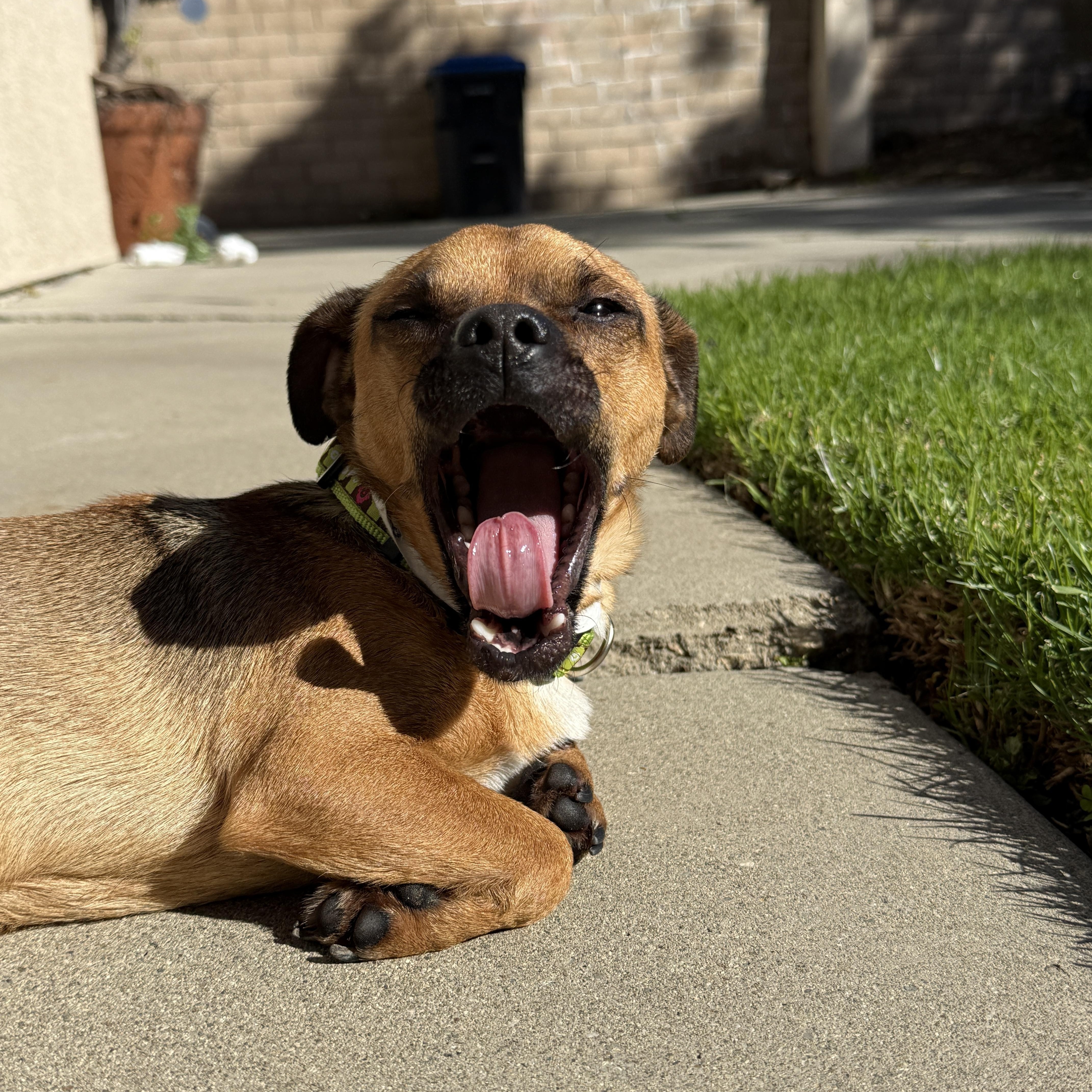 Frankie, a ADOPTABLE mixed breed in Diamond Bar, CA image 4/6