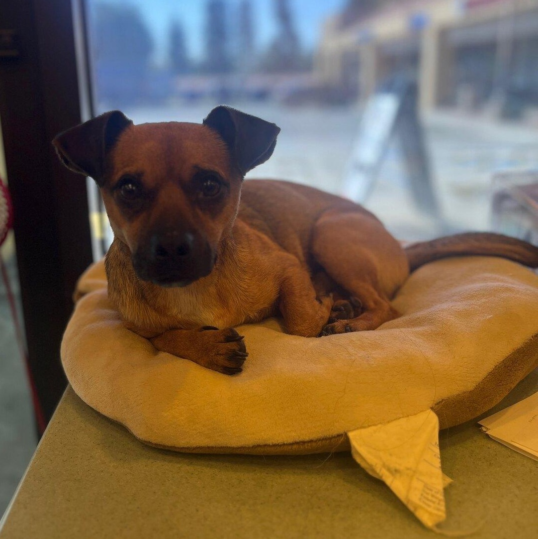 Frankie, a ADOPTABLE mixed breed in Diamond Bar, CA image 2/6