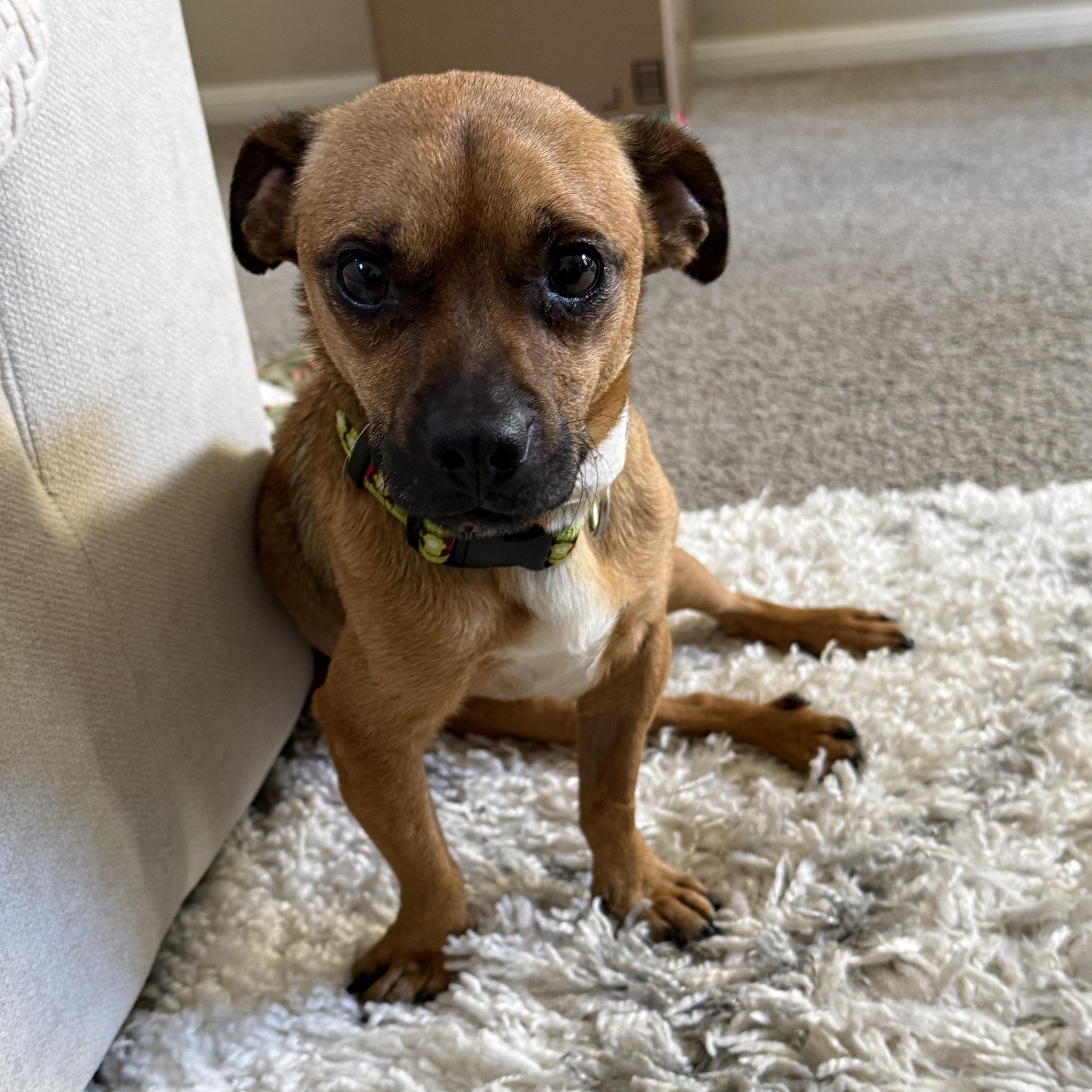 Frankie, a ADOPTABLE mixed breed in Diamond Bar, CA image 1/6