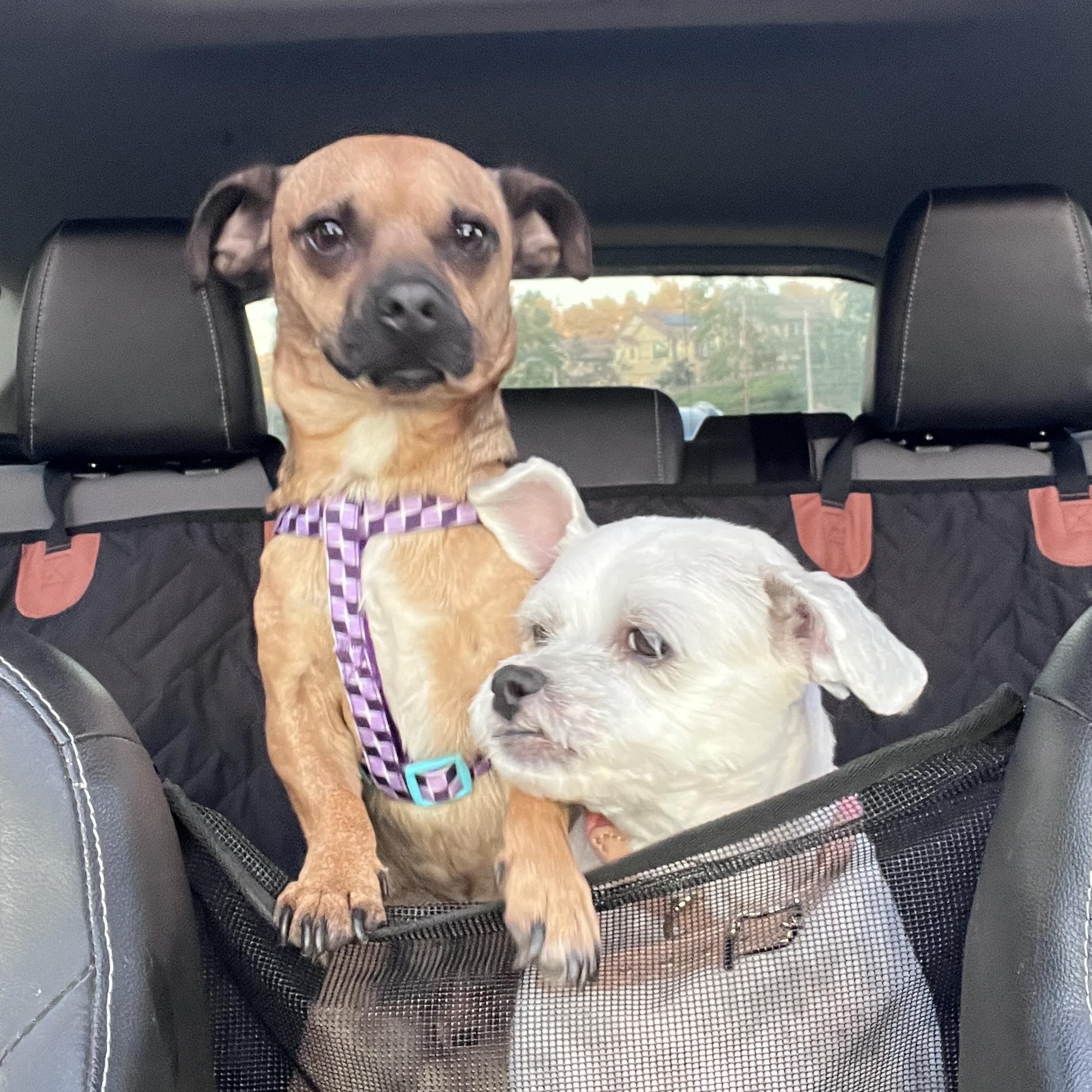 Enlarge Frankie, a ADOPTABLE mixed breed in Diamond Bar, CA image 2/6