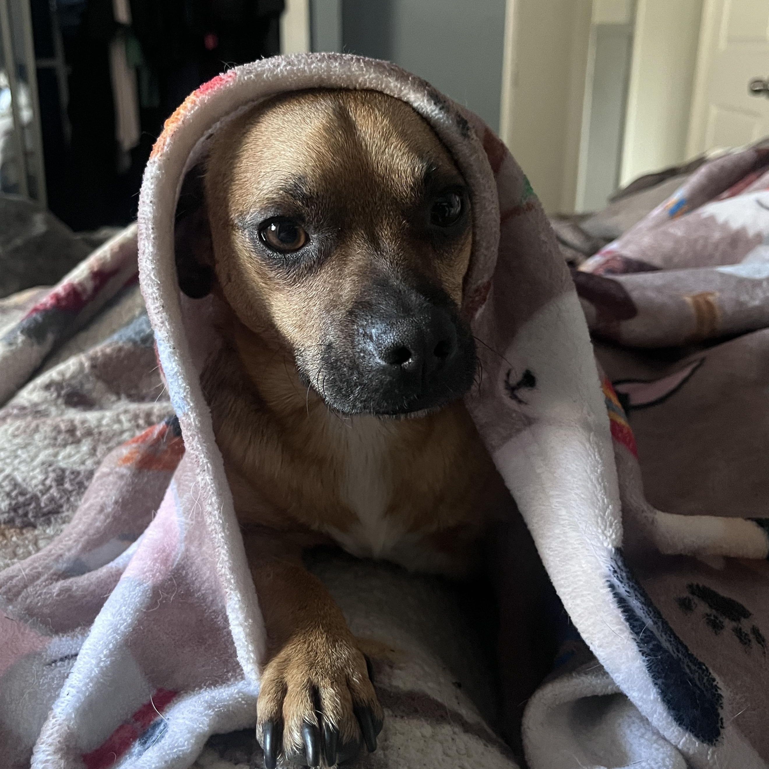 Enlarge Frankie, a ADOPTABLE mixed breed in Diamond Bar, CA image 4/6