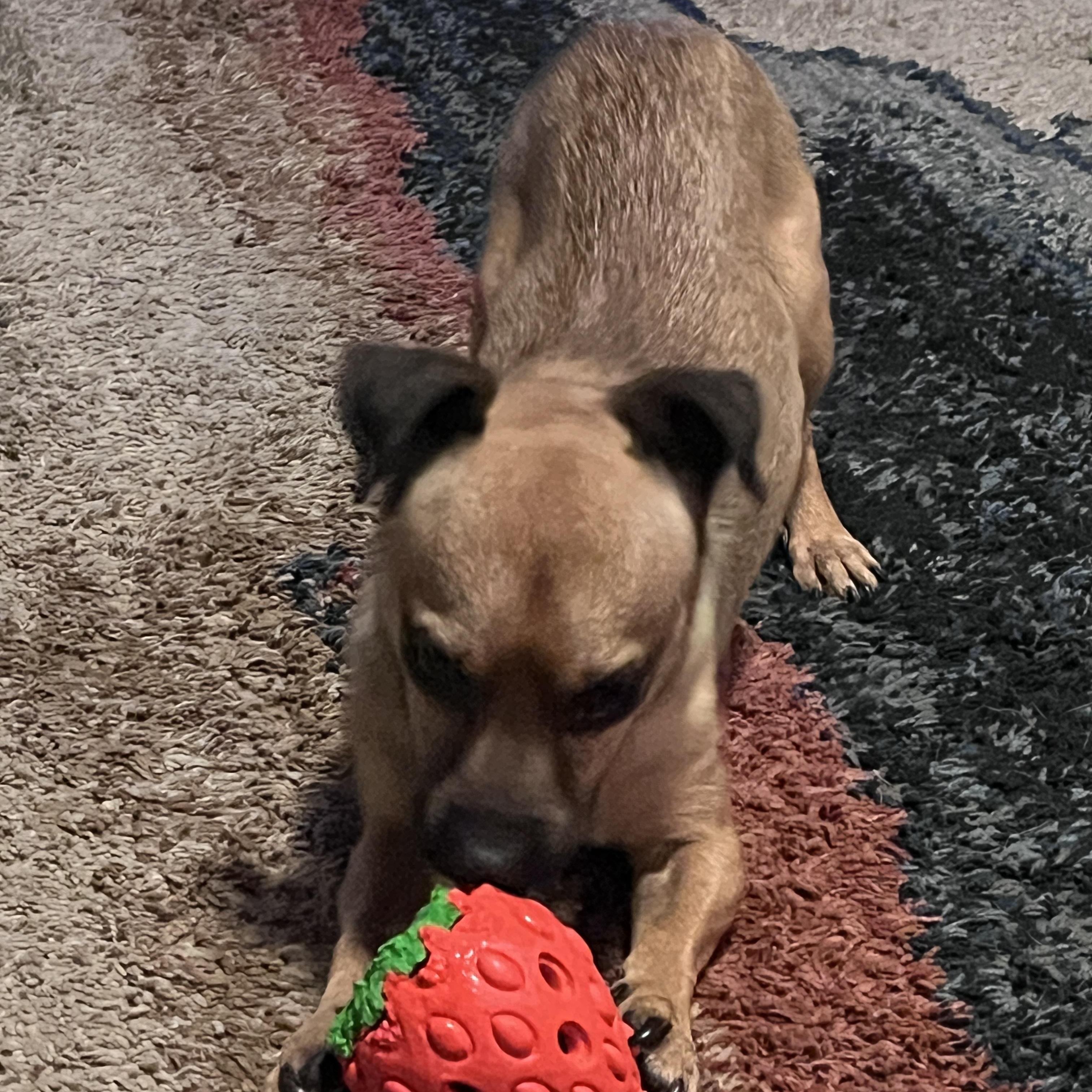 Enlarge Frankie, a ADOPTABLE mixed breed in Diamond Bar, CA image 3/6