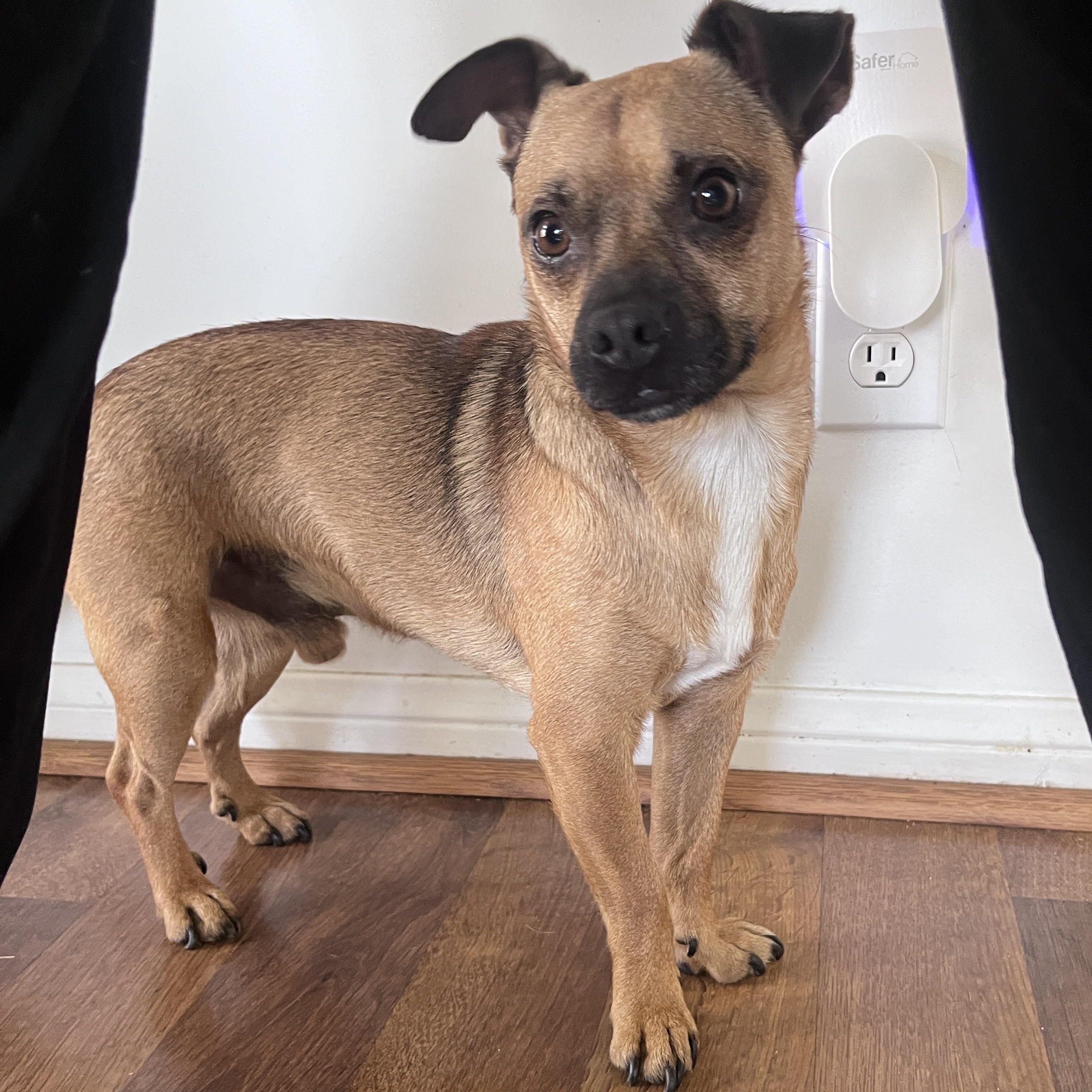 Frankie, ADOPTABLE, Young Male Chihuahua & Pug.