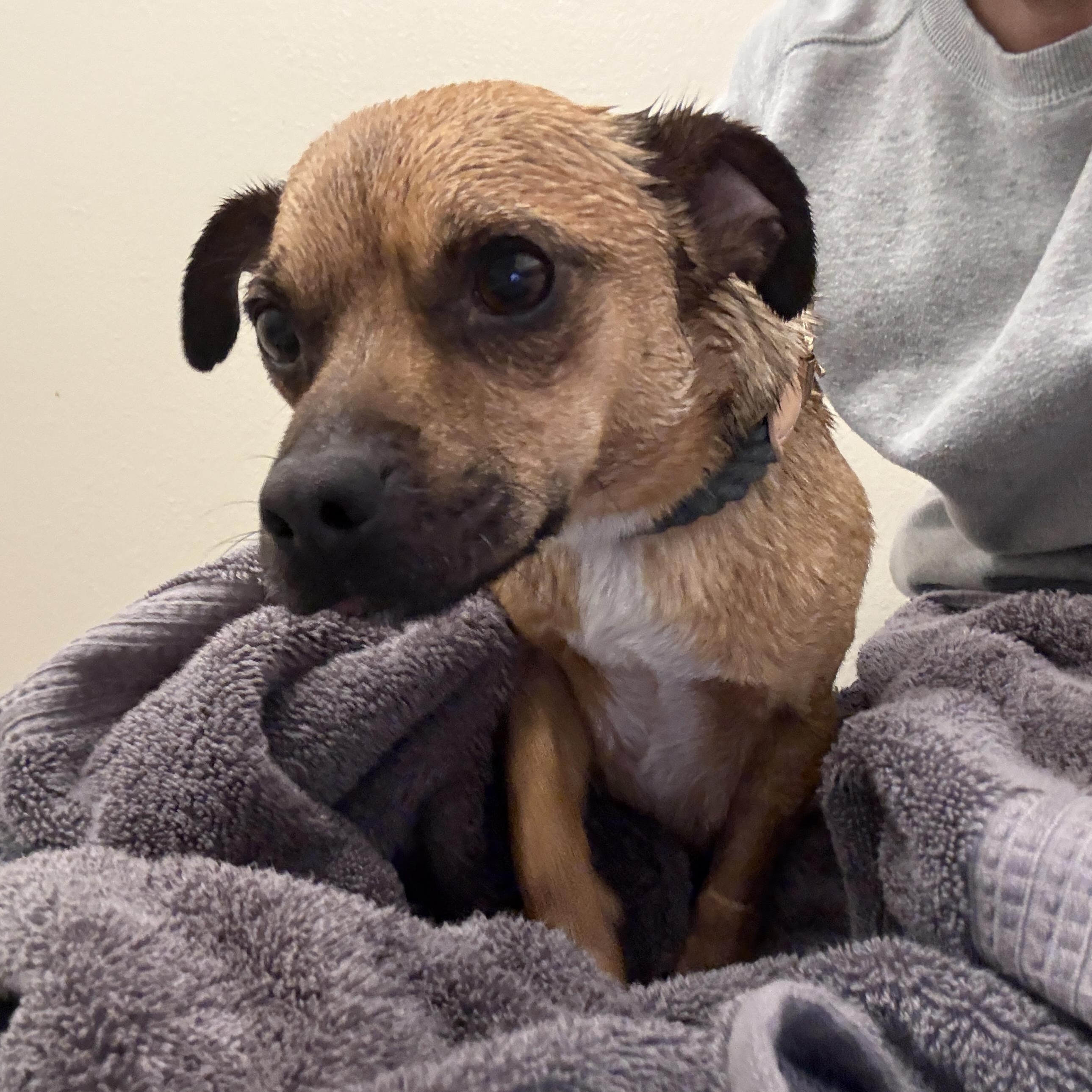 Frankie, a ADOPTABLE mixed breed in Diamond Bar, CA image 6/6