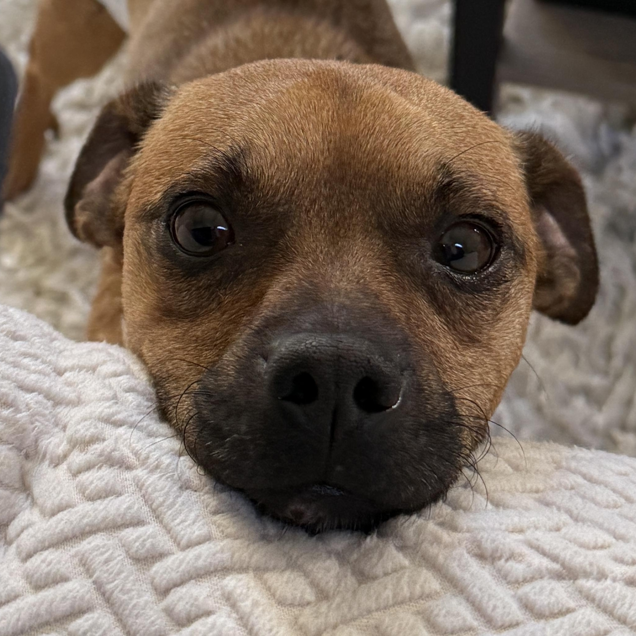 Frankie, a ADOPTABLE mixed breed in Diamond Bar, CA image 3/6