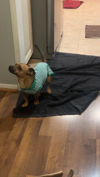 Enlarge Frankie, a ADOPTABLE mixed breed in Diamond Bar, CA video 5/6