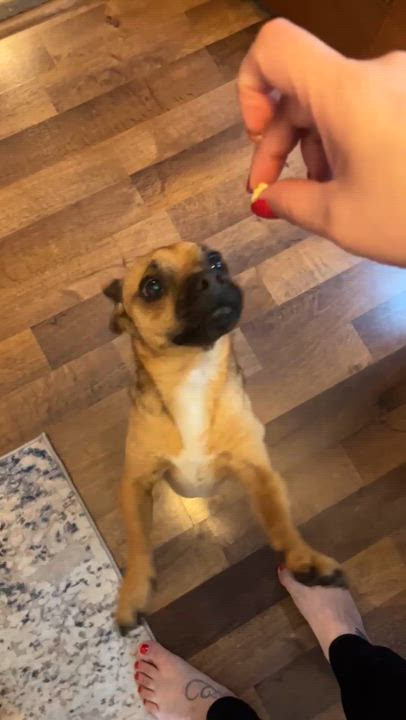 Enlarge Frankie, a ADOPTABLE mixed breed in Diamond Bar, CA video 6/6