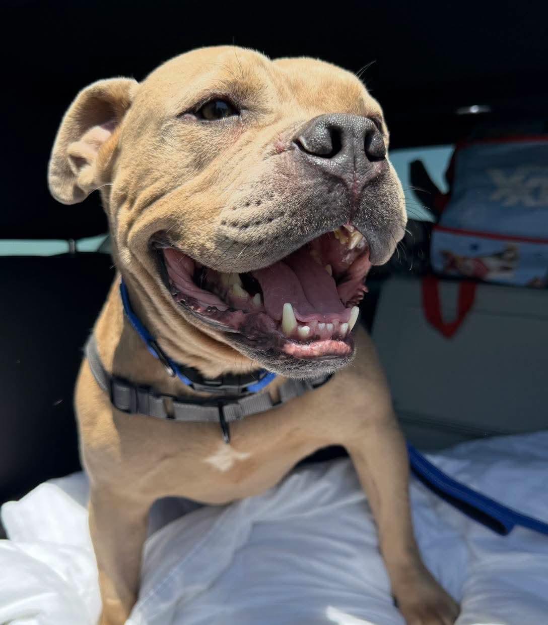 Duke, Adopted, Adult Male Pit Bull Terrier.