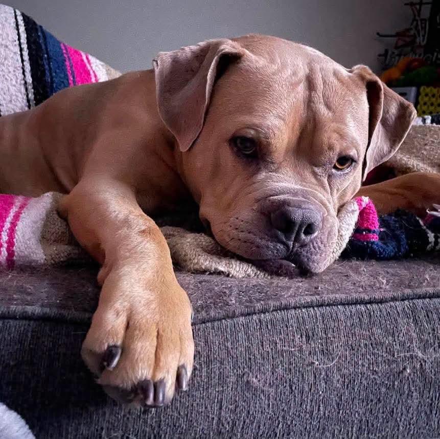 Enlarge Duke, a Adopted mixed breed in Grand Island, NE image 2/4