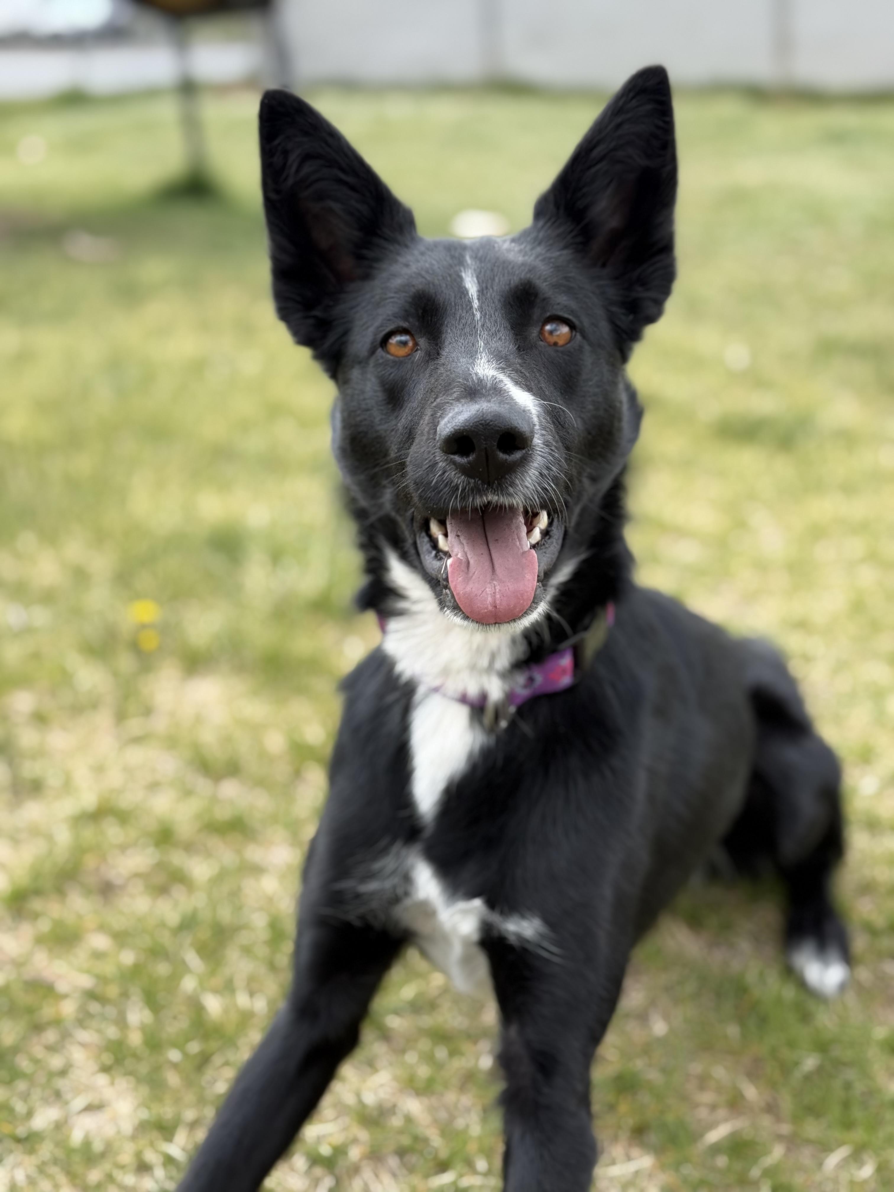 Nikki, adoptable, Adult Female Border Collie & Mixed Breed.