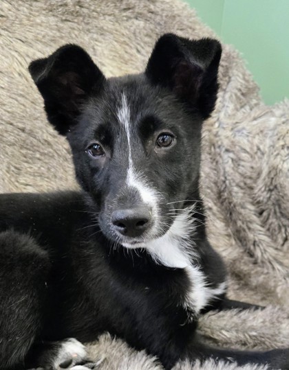 Enlarge Nikki, an adoptable mixed breed in Eagle, CO image 6/6