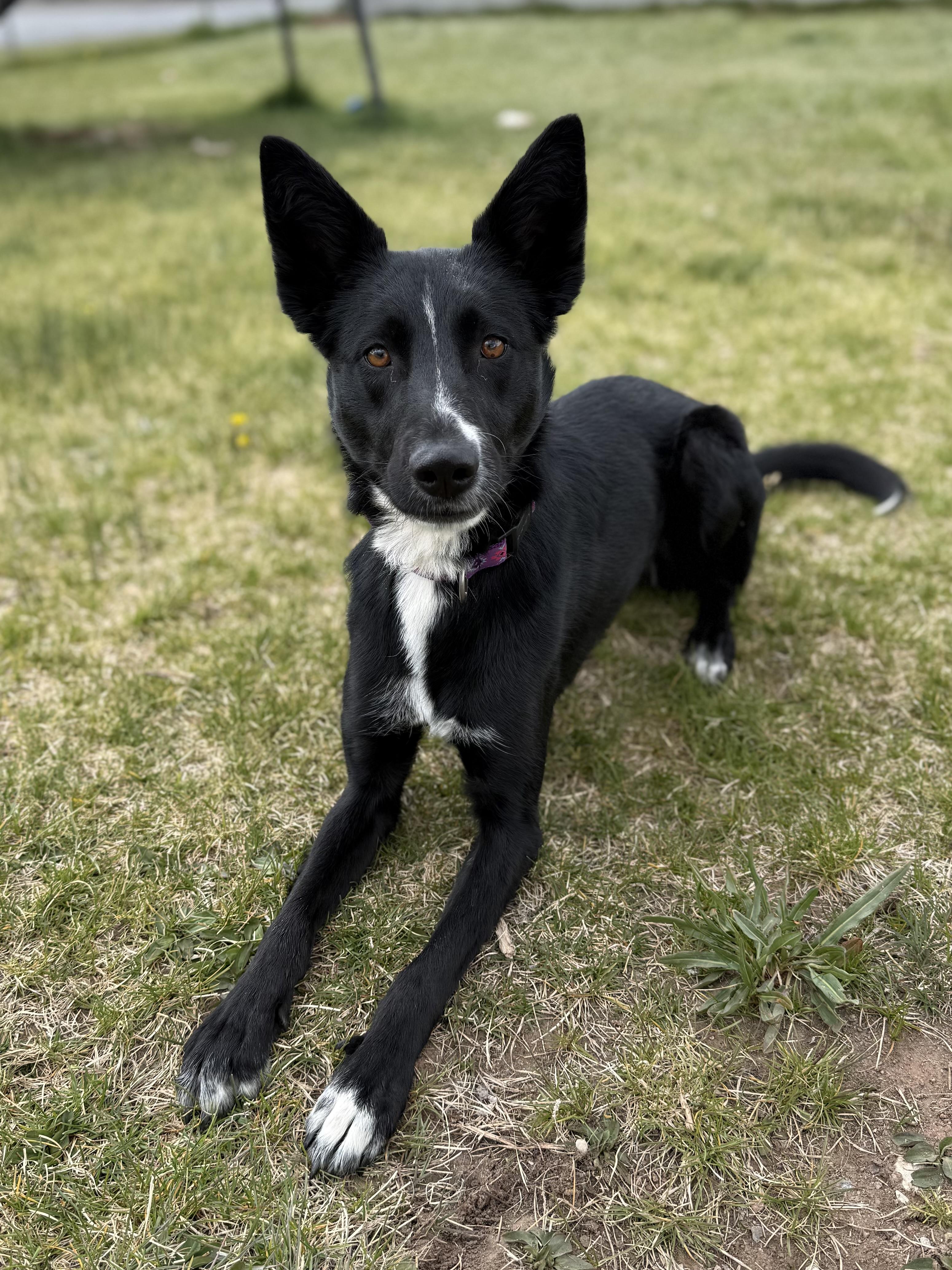 Enlarge Nikki, an adoptable mixed breed in Eagle, CO image 3/6