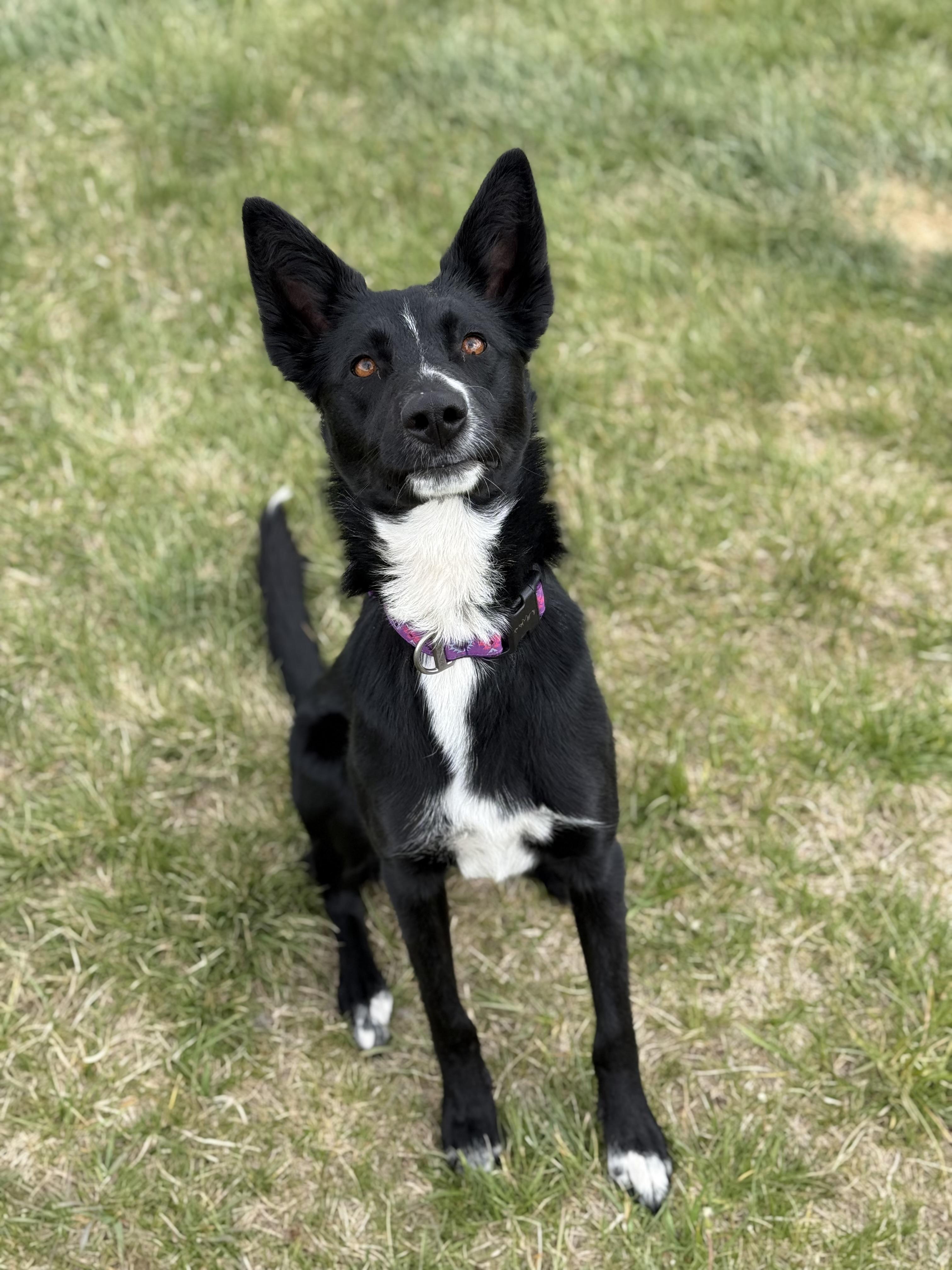 Enlarge Nikki, an adoptable mixed breed in Eagle, CO image 4/6