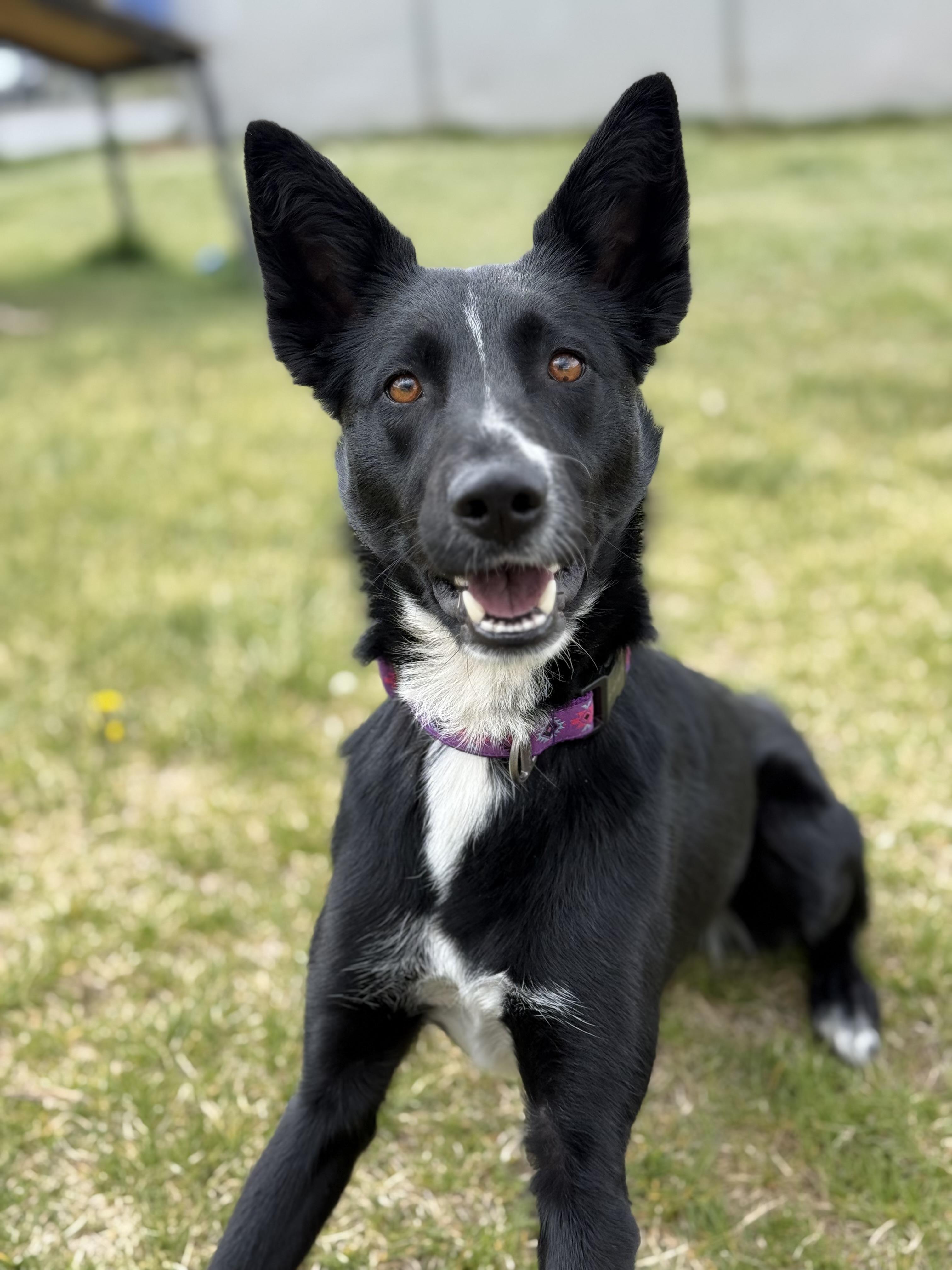 Enlarge Nikki, an adoptable mixed breed in Eagle, CO image 2/6