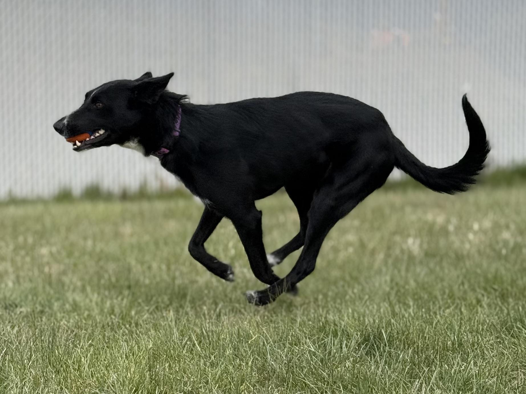 Enlarge Nikki, an adoptable mixed breed in Eagle, CO image 5/6