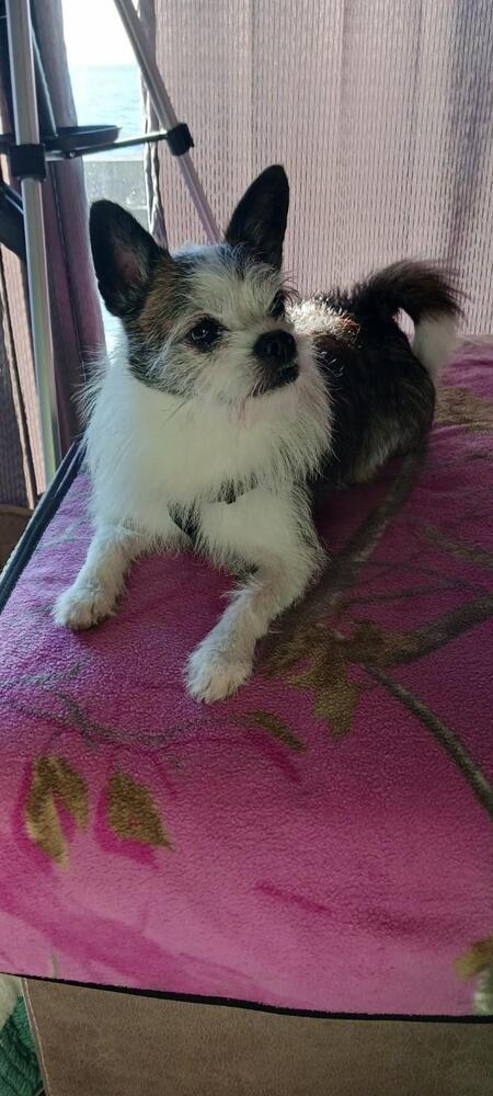 Enlarge Little Buddy, a Adoptable mixed breed in Bellingham, WA image 1/4