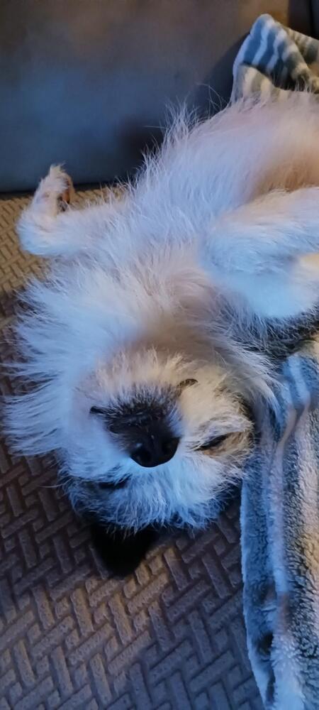 Enlarge Little Buddy, a Adoptable mixed breed in Bellingham, WA image 2/4