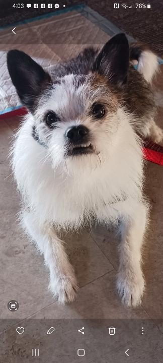Enlarge Little Buddy, a Adoptable mixed breed in Bellingham, WA image 4/4