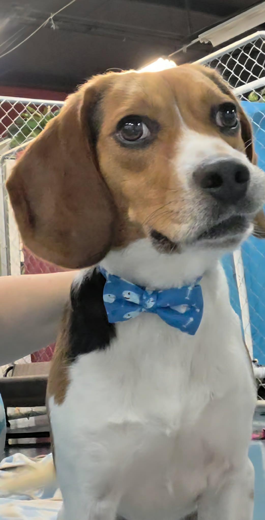 Elmer, an adopted mixed breed in Crystal Lake, IL image 1/2